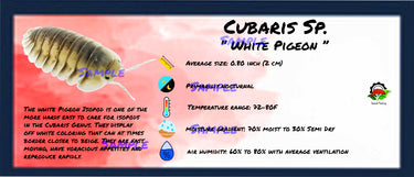 Cubaris Sp. White Pigeon Isopod Bin Label